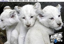 Tags: animals, cute, daily, squee, triplets (Pict. in LOLCats, LOLDogs and cute animals)