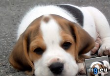Tags: beagle, cute, pup (Pict. in Cute Puppies)