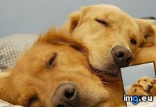 Tags: cute, dogs, sleeping (Pict. in Rehost)