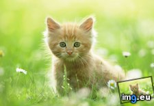 Tags: cute, kitten, wallpaper, wide (Pict. in Unique HD Wallpapers)