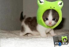 Tags: cute, frog, kitty (Pict. in Rehost)