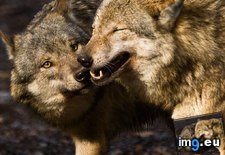 Tags: cute, pair, wolves (Pict. in Rehost)