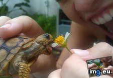 Tags: cute, eating, flower, turtle (Pict. in Rehost)