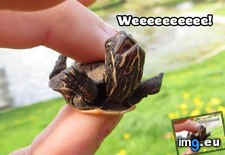 Tags: cute, turtle, weeeeeeeee (Pict. in Rehost)