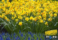 Tags: daffodils (Pict. in Beautiful photos and wallpapers)