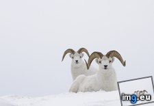 Tags: canada, dall, rams, sheep, yukon (Pict. in Beautiful photos and wallpapers)