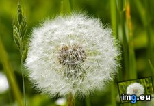 Tags: dandelion (Pict. in 1920x1200 wallpapers HD)