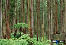 Tags: australia, dandenong, national, park, ranges (Pict. in Beautiful photos and wallpapers)