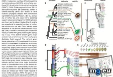 Tags: biosynthesis, caffeine, coffee, converge, evolution, figure, genome, insight, text (Pict. in My r/DATAISBEAUTIFUL favs)