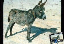 Tags: calf, california, collar, death, desert, mule, valley (Pict. in Branson DeCou Stock Images)