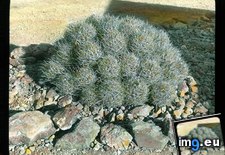 Tags: cactus, california, death, devil, echinocactus, headed, multi, pincushion, polycephalus, valley (Pict. in Branson DeCou Stock Images)