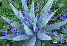 Tags: agave, bluebells, desert (Pict. in Beautiful photos and wallpapers)