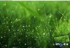 Tags: 1440x900, dew, grass, wallpaper, widescreen (Pict. in Photos of Nature)