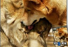 Tags: dog, funny, lion, meme (Pict. in Funny pics and meme mix)