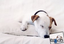 Tags: dog, napping (Pict. in Beautiful photos and wallpapers)
