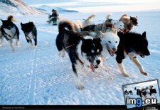 Tags: dog, husky, mclain, snow, team (Pict. in National Geographic Photo Of The Day 2001-2009)