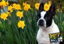 Tags: daffodils, dog (Pict. in 1920x1200 wallpapers HD)