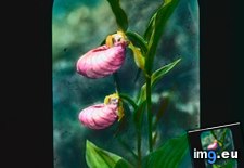 Tags: dolomites, flower, lady, slipper, wild (Pict. in Branson DeCou Stock Images)