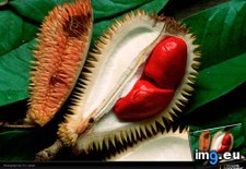 Tags: durian, fruit, laman (Pict. in National Geographic Photo Of The Day 2001-2009)