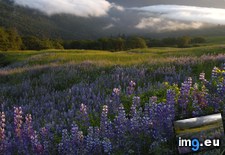 Tags: bald, california, fog, hills, lupine, national, parks, redwood, state (Pict. in My r/EARTHPORN favs)