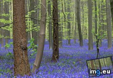 Tags: belgium, bloom, bluebells, brussels, halle, logghe, photo, south, yves (Pict. in My r/EARTHPORN favs)