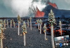 Tags: eruption, hawaii, kapoho, kilauea, lava, molten, papaya, photographer, trees, unknown (Pict. in My r/EARTHPORN favs)