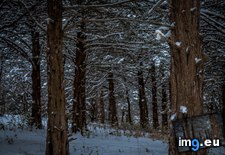 Tags: nebraska, snowfall, woods (Pict. in My r/EARTHPORN favs)