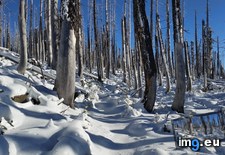Tags: burnt, crest, forest, fresh, oregon, pacific, snow, trail (Pict. in My r/EARTHPORN favs)