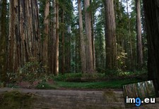 Tags: california, jedediah, park, redwood, redwoods, smith, speaking, state (Pict. in My r/EARTHPORN favs)
