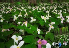 Tags: forest, ithaca, trillium (Pict. in My r/EARTHPORN favs)