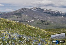 Tags: washburn, wildflowers, yellowstone (Pict. in My r/EARTHPORN favs)