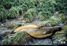 Tags: cuddle, elephant, seal (Pict. in National Geographic Photo Of The Day 2001-2009)
