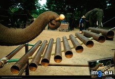 Tags: allard, elephant, xylophone (Pict. in National Geographic Photo Of The Day 2001-2009)