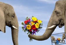 Tags: elephants, forget (Pict. in Beautiful photos and wallpapers)