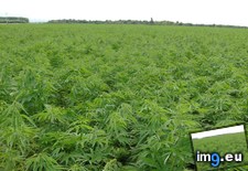 Tags: optimized (Pict. in hemp)