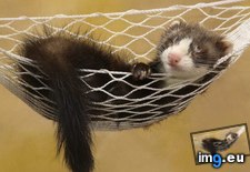 Tags: 1366x768, ferret, wallpaper (Pict. in Animals Wallpapers 1366x768)