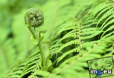 Tags: fern, fiddlehead, national, new, park, westland, zealand (Pict. in Beautiful photos and wallpapers)