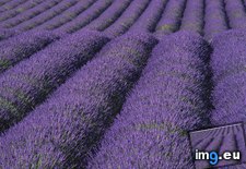 Tags: field, lavender (Pict. in Beautiful photos and wallpapers)