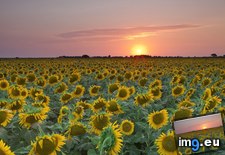 Tags: field, sunflowers, sunset, texas (Pict. in Beautiful photos and wallpapers)
