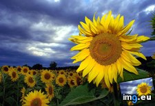 Tags: austria, donnerskirchen, field, sunflowers (Pict. in Beautiful photos and wallpapers)