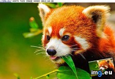 Tags: animal, firefox (Pict. in Rehost)