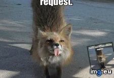 Tags: firefox, fox, funny, rejects, request (Pict. in Rehost)
