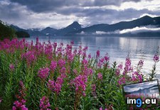 Tags: alaska, fireweed, fjords, kenai, national, park (Pict. in Beautiful photos and wallpapers)