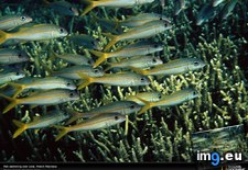 Tags: coral, fish, tuamotu (Pict. in National Geographic Photo Of The Day 2001-2009)