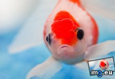 Tags: 1366x768, fish, wallpaper (Pict. in Animals Wallpapers 1366x768)