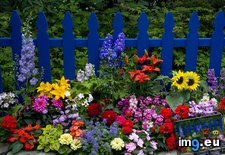 Tags: fence, flowers, picket, sammamish, washington (Pict. in Beautiful photos and wallpapers)
