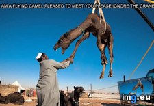 Tags: camel, flying, meet, pleased, you (Pict. in Rehost)
