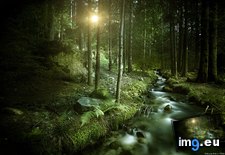 Tags: forest, stream (Pict. in 1920x1200 wallpapers HD)