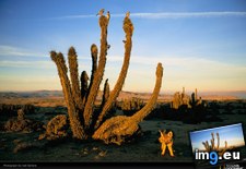Tags: cacti, desert, fox, sartore (Pict. in National Geographic Photo Of The Day 2001-2009)