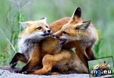 Tags: dominance, exercise, fox, kits, play (Pict. in Rehost)